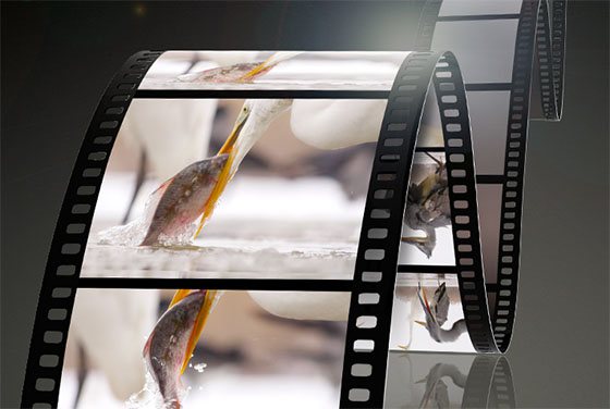 Panasonic LUMIX G VARIO 12-60mm/F3.5-5.6 POWER O.I.S.